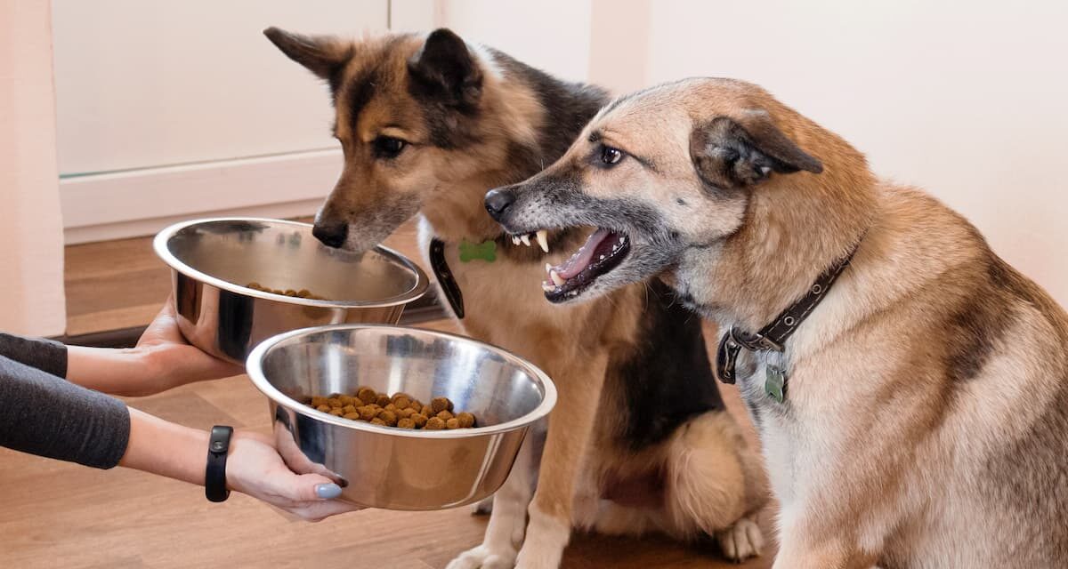 L’importance des compléments alimentaires naturels dans l’alimentation canine
